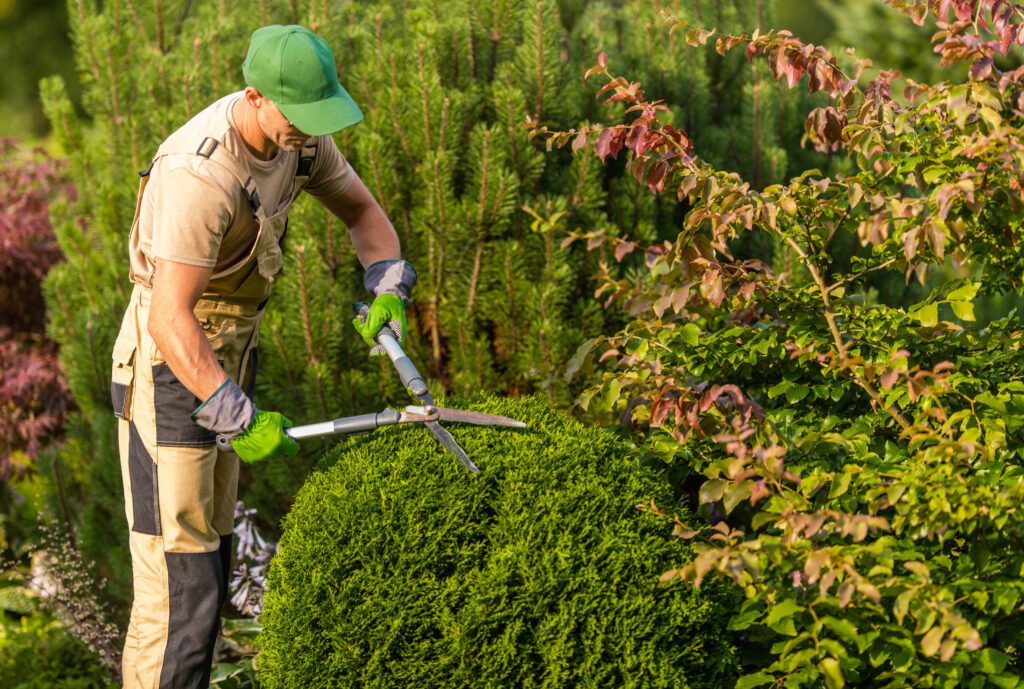 Jardinero con uniforme y guantes podando un arbusto redondo bajo la luz solar directa